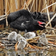 Cygnus atratus (Black Swan) at Jerrabomberra Wetlands - 5 Oct 2018 by RodDeb