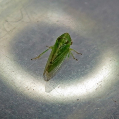 Cicadellidae (family) (Unidentified leafhopper) at Jerrabomberra Wetlands - 5 Oct 2018 by RodDeb