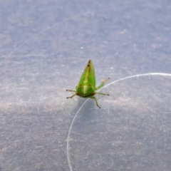 Cicadellidae (family) at Fyshwick, ACT - 5 Oct 2018