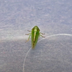 Cicadellidae (family) at Fyshwick, ACT - 5 Oct 2018