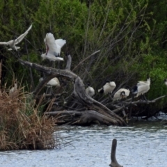 Threskiornis molucca (Australian White Ibis) at Jerrabomberra Wetlands - 5 Oct 2018 by RodDeb