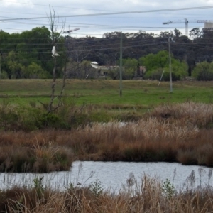 Threskiornis molucca at Fyshwick, ACT - 5 Oct 2018