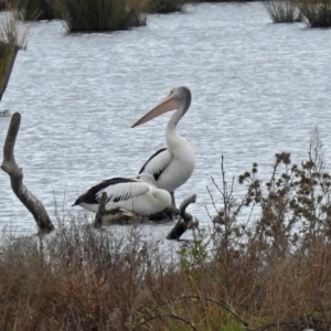 Pelecanus conspicillatus at Fyshwick, ACT - 5 Oct 2018 01:14 PM