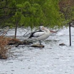 Pelecanus conspicillatus at Fyshwick, ACT - 5 Oct 2018 01:14 PM