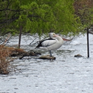 Pelecanus conspicillatus at Fyshwick, ACT - 5 Oct 2018 01:14 PM