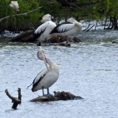 Pelecanus conspicillatus at Fyshwick, ACT - 5 Oct 2018