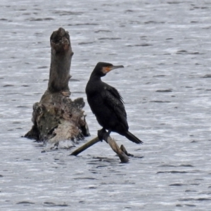 Phalacrocorax carbo at Fyshwick, ACT - 5 Oct 2018