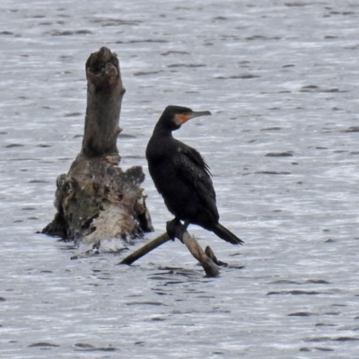 Phalacrocorax carbo (Great Cormorant) at Jerrabomberra Wetlands - 5 Oct 2018 by RodDeb