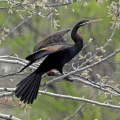 Anhinga novaehollandiae (Australasian Darter) at Fyshwick, ACT - 5 Oct 2018 by RodDeb