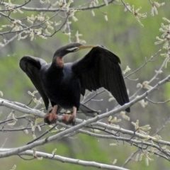 Anhinga novaehollandiae at Fyshwick, ACT - 5 Oct 2018