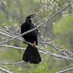 Anhinga novaehollandiae at Fyshwick, ACT - 5 Oct 2018