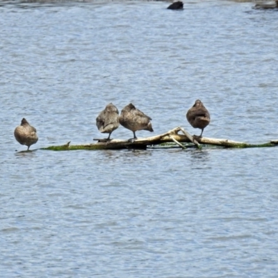 Stictonetta naevosa (Freckled Duck) at Jerrabomberra Wetlands - 5 Oct 2018 by RodDeb