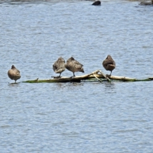 Stictonetta naevosa at Fyshwick, ACT - 5 Oct 2018