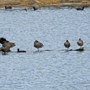 Stictonetta naevosa at Fyshwick, ACT - 5 Oct 2018