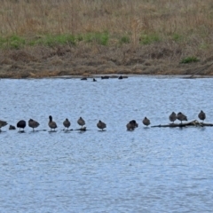 Stictonetta naevosa at Fyshwick, ACT - 5 Oct 2018