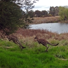 Macropus giganteus (Eastern Grey Kangaroo) at Fyshwick, ACT - 5 Oct 2018 by RodDeb