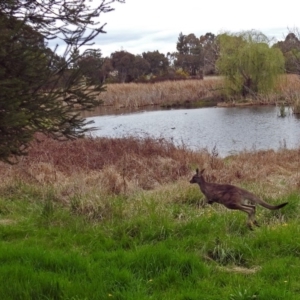 Macropus giganteus at Fyshwick, ACT - 5 Oct 2018 11:53 AM