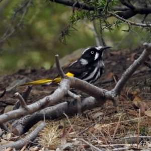 Phylidonyris novaehollandiae at Fyshwick, ACT - 5 Oct 2018