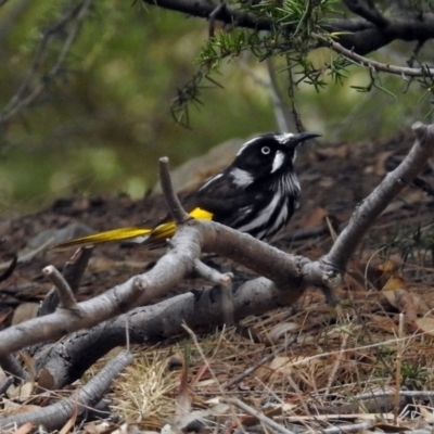 Phylidonyris novaehollandiae (New Holland Honeyeater) at Fyshwick, ACT - 5 Oct 2018 by RodDeb