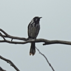 Phylidonyris novaehollandiae at Fyshwick, ACT - 5 Oct 2018