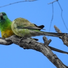 Psephotus haematonotus (Red-rumped Parrot) at Jerrabomberra Wetlands - 5 Oct 2018 by RodDeb