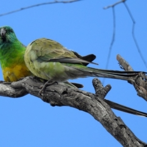 Psephotus haematonotus at Fyshwick, ACT - 5 Oct 2018