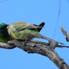 Psephotus haematonotus at Fyshwick, ACT - 5 Oct 2018