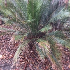 Macrozamia communis (Burrawang) at Cuttagee, NSW - 4 Oct 2018 by loumcc