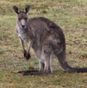 Macropus giganteus at Cuttagee, NSW - 5 Oct 2018