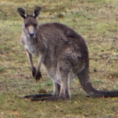 Macropus giganteus (Eastern Grey Kangaroo) at Cuttagee, NSW - 5 Oct 2018 by loumcc