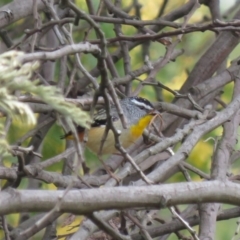 Pardalotus punctatus (Spotted Pardalote) at Pine Island to Point Hut - 5 Oct 2018 by KumikoCallaway
