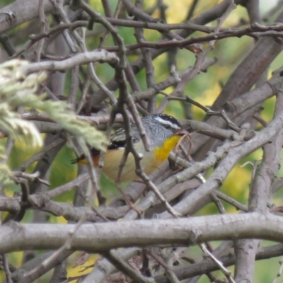 Pardalotus punctatus (Spotted Pardalote) at Greenway, ACT - 5 Oct 2018 by KumikoCallaway