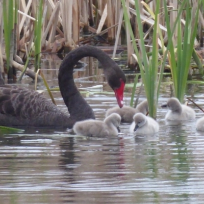 Cygnus atratus (Black Swan) at Jerrabomberra Wetlands - 4 Oct 2018 by Christine