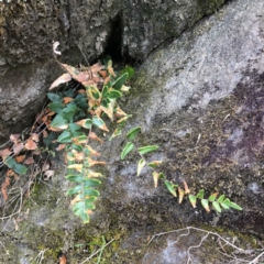 Pellaea calidirupium (Hot Rock Fern) at Googong, NSW - 6 Oct 2018 by Wandiyali