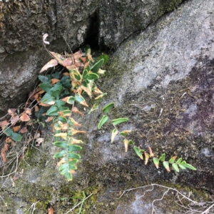 Pellaea calidirupium at Googong, NSW - 6 Oct 2018 07:08 AM