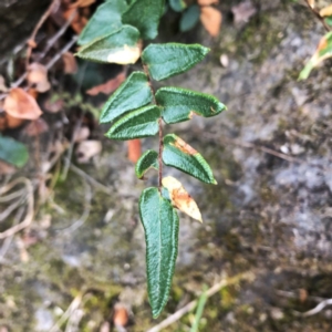 Pellaea calidirupium at Googong, NSW - 6 Oct 2018 07:08 AM