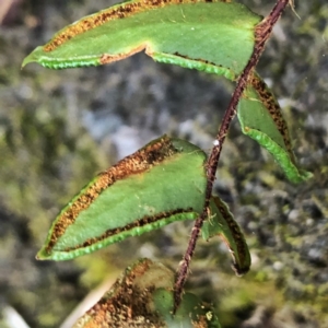 Pellaea calidirupium at Googong, NSW - 6 Oct 2018 07:08 AM