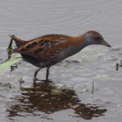 Zapornia pusilla (Baillon's Crake) at Jerrabomberra Wetlands - 4 Oct 2018 by Christine