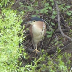 Nycticorax caledonicus (Nankeen Night-Heron) at Jerrabomberra Wetlands - 4 Oct 2018 by Christine