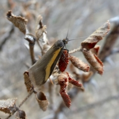 Philobota chrysopotama (A concealer moth) at QPRC LGA - 5 Oct 2018 by Wandiyali