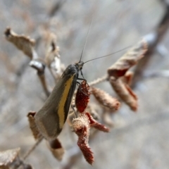 Philobota chrysopotama at Googong, NSW - 6 Oct 2018