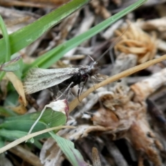 Thema protogramma (A concealer moth) at Googong, NSW - 5 Oct 2018 by Wandiyali