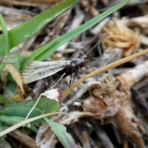 Thema protogramma at Googong, NSW - 6 Oct 2018 06:55 AM