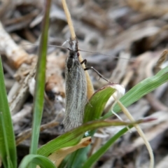 Thema protogramma at Googong, NSW - 6 Oct 2018 06:55 AM