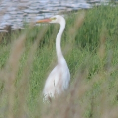 Ardea plumifera (Plumed Egret) at Fyshwick, ACT - 14 Jan 2015 by michaelb