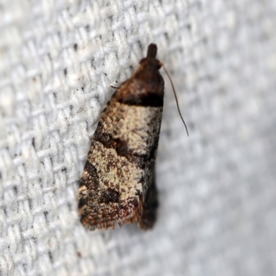 Rupicolana orthias (A tortrix or leafroller moth) at O'Connor, ACT - 1 Oct 2018 by ibaird