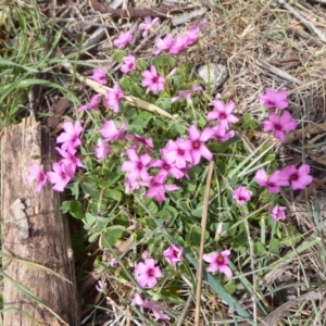 Oxalis articulata at Fyshwick, ACT - 5 Oct 2018 01:29 PM