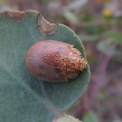 Paropsis atomaria (Eucalyptus leaf beetle) at Paddys River, ACT - 7 Jan 2015 by MichaelBedingfield