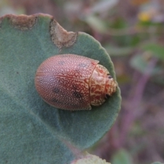 Paropsis atomaria (Eucalyptus leaf beetle) at Point Hut to Tharwa - 7 Jan 2015 by michaelb