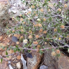 Acacia gunnii (Ploughshare Wattle) at Mount Ainslie - 5 Oct 2018 by SilkeSma